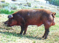 Linea padre Duroc